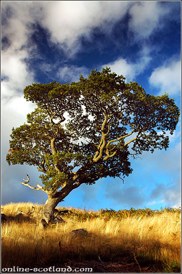 Tree