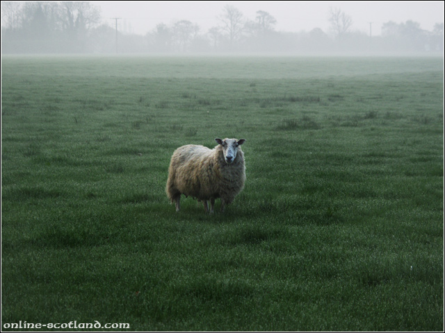 Sheep at Dawn