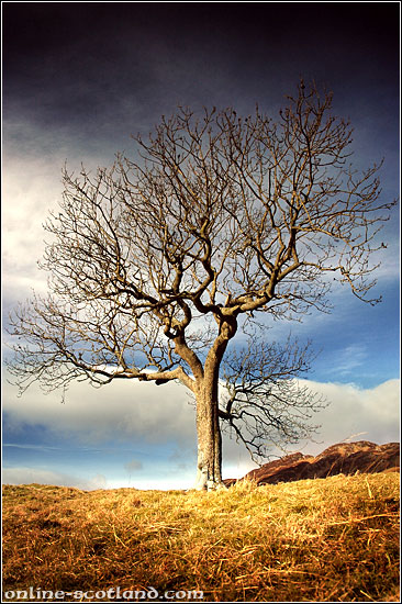 Glen Lednock Tree