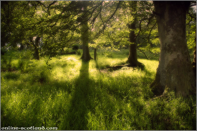 Glen Turret Woodland