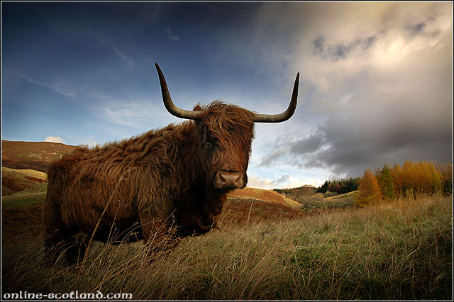 Highland Cow 4