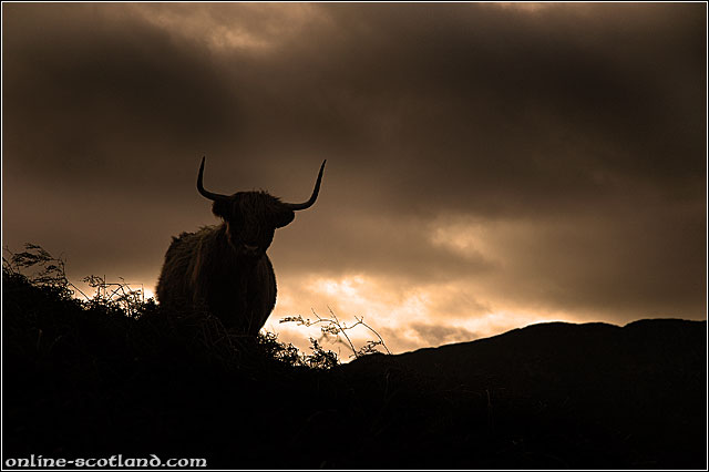 Highland Cow 5