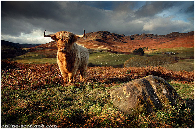 Highland Cow 3