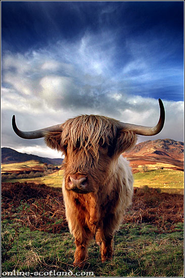 Highland Cow 1