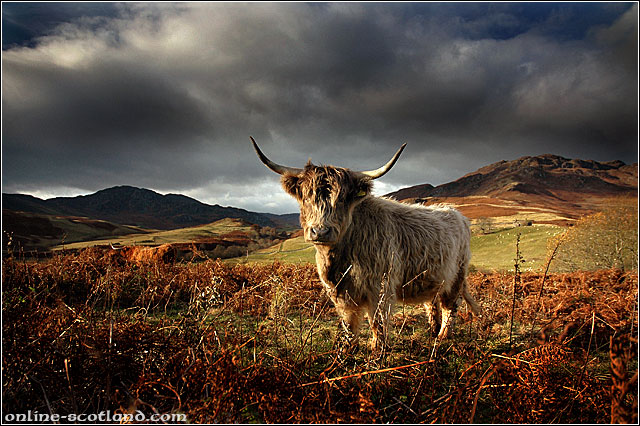 Highland Cow 6