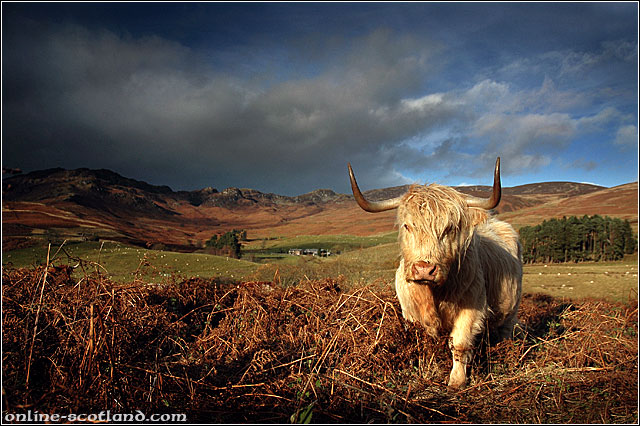 Highland Cow 7