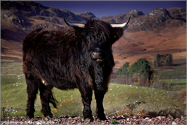 Highland Cow 8