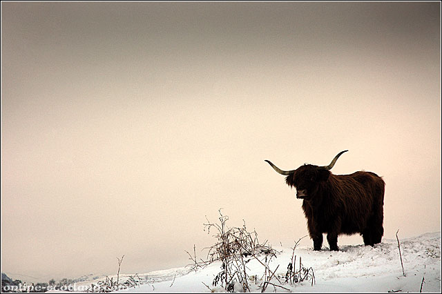 Highland Cow 9