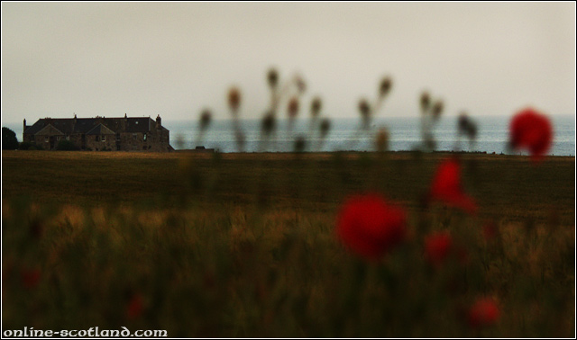 Poppies