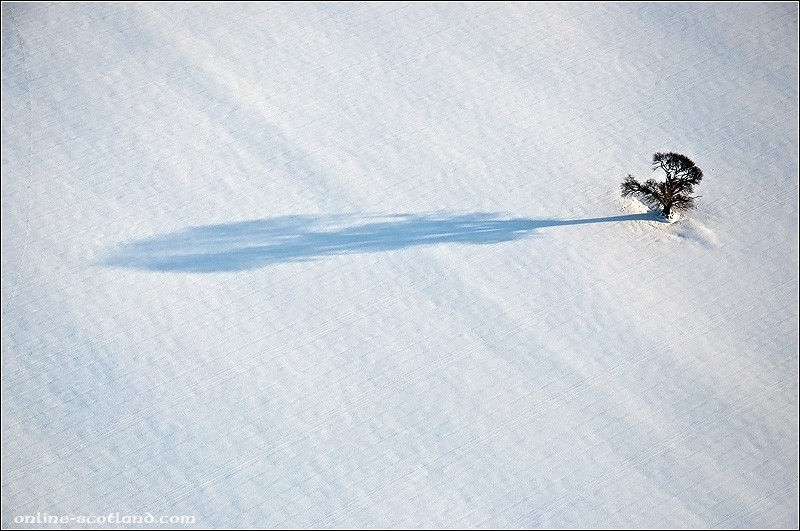 Lonesome Tree from the Air