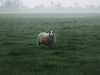 Sheep at Dawn