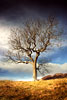 Glen Lednock Tree