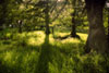 Glen Turret Woodland