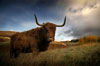 Highland Cow 4