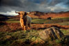 Highland Cow 3