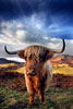 Highland Cow 1