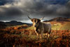 Highland Cow 6