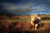 Highland Cow 7