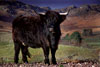 Highland Cow 8