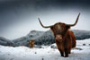 Highland Cows in Snow