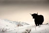 Highland Cow 10