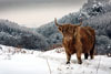 Highland Cow in Snow