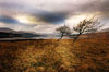 Loch Tulla