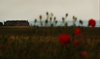 Poppies